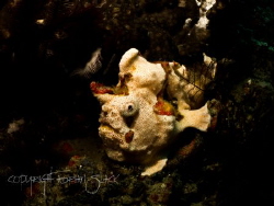 Blended. White with orange dots painted frogfish by Adrian Slack 
